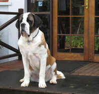 St Bernards Hotel - Go Out