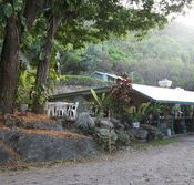 Ellis Beach Bar  Grill - Pubs and Clubs