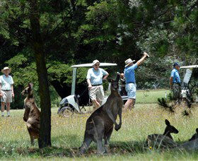 Glen Innes Golf Club - Go Out 0