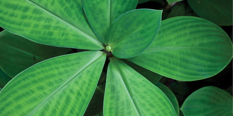 Limberlost Nursery & Garden Centre - Go Out 0