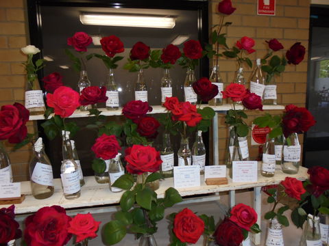 Anglican Spring Flower Show Gundagai - Pubs and Clubs 0