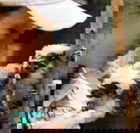 Animal Training and Conditioning - September - Pubs and Clubs