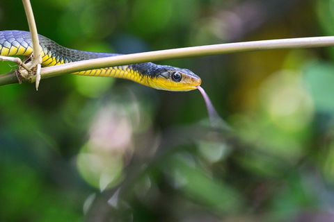 Be Welcomed By Wildlife At The Australian Wildlife Sanctuary - Pubs and Clubs 0