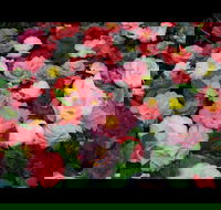Camellia's Australia National Camellia Show - Go Out