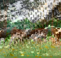 Farmgate Festival - Go Out