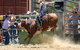 Jindabyne's Man From Snowy River Rodeo - thumb 2