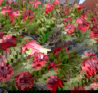 Junee Rotary Farmers Markets - Go Out