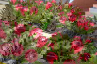 Junee Rotary Farmers Markets