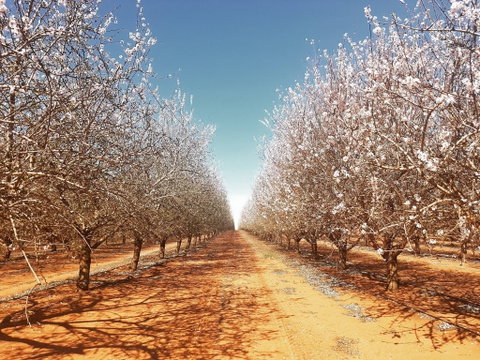 Mallee Almond Blossom Festival - Pubs and Clubs 0