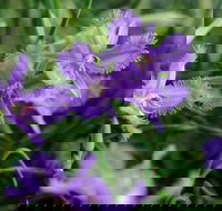 Our Campbelltown - Go Out