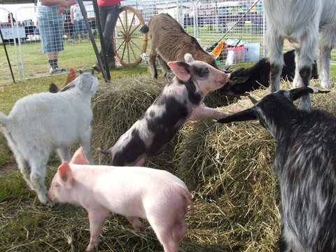 Primex Field Days - Go Out 2