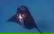 Project Manta Ningaloo Reef, Western Australia - thumb 0