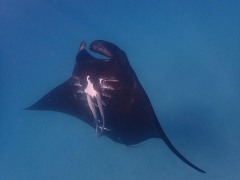 Project Manta Ningaloo Reef, Western Australia - Pubs and Clubs 0