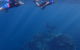 Project Manta Ningaloo Reef, Western Australia - thumb 1