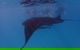 Project Manta Ningaloo Reef, Western Australia - thumb 2