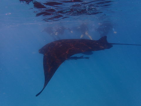 Project Manta Ningaloo Reef, Western Australia - Pubs and Clubs 2