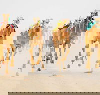The Quirindi Camel Cup - Go Out