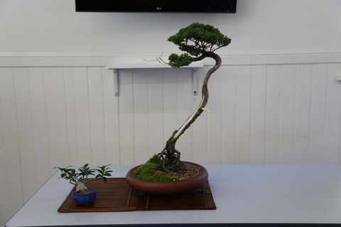 Wauchope Bonsai Workshop Group - Go Out 0