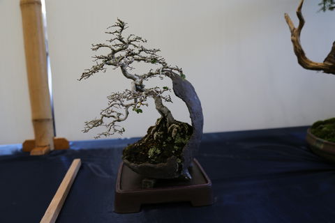 Wauchope Bonsai Workshop Group - Go Out 1