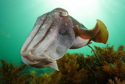 Whyalla Maritime Museum - Cuttlefish Capers - Pubs and Clubs 0
