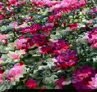 2020 Woolmers Estate Festival of Roses - Pubs and Clubs