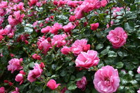 2020 Woolmers Estate Festival of Roses