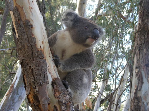 Annual Koala Count - Go Out 0