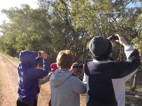 Annual Koala Count - Go Out 1