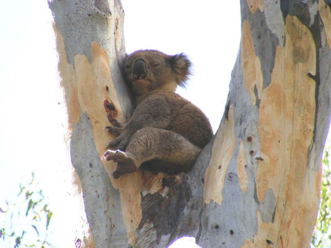Annual Koala Count - Go Out 2