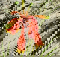 Australian flora past present and future - Pubs and Clubs