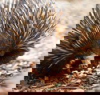 Aussie Wildlife Course - July/August/September - Pubs and Clubs