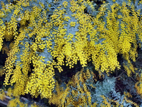 Australian Wattle Day @ The Old Bus Depot Markets - Pubs and Clubs 0