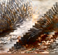 Aussie Wildlife Course - October Condensed Weekend Course - Pubs and Clubs