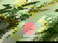 Blackheath Flower and Craft Show