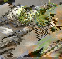 Blayney Farmers' Market