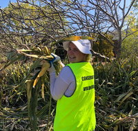 Conservation Volunteers Australia Townsville - Beach Scrub Conservation - Pubs and Clubs