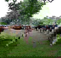 Dorrigo Agricultural Show - Pubs and Clubs