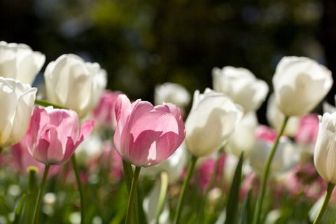 Floriade: Reimagined - Go Out 0