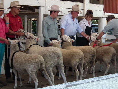 Glen Innes Pastoral And Agricultural Show - Go Out 2
