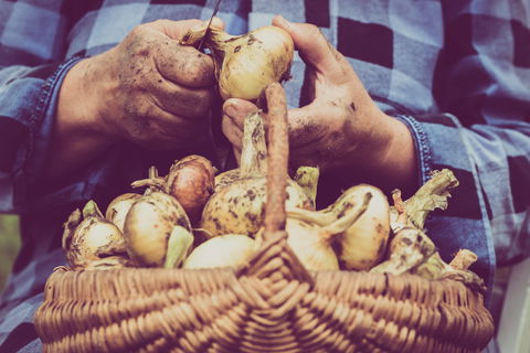 Grafton Farmers Market - Go Out 0
