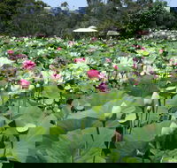 Lotus Flower Season - Go Out