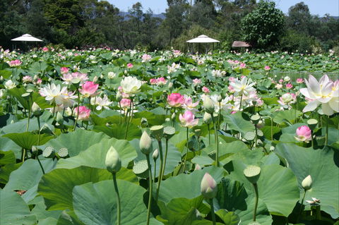 Lotus Flower Season - Go Out 0
