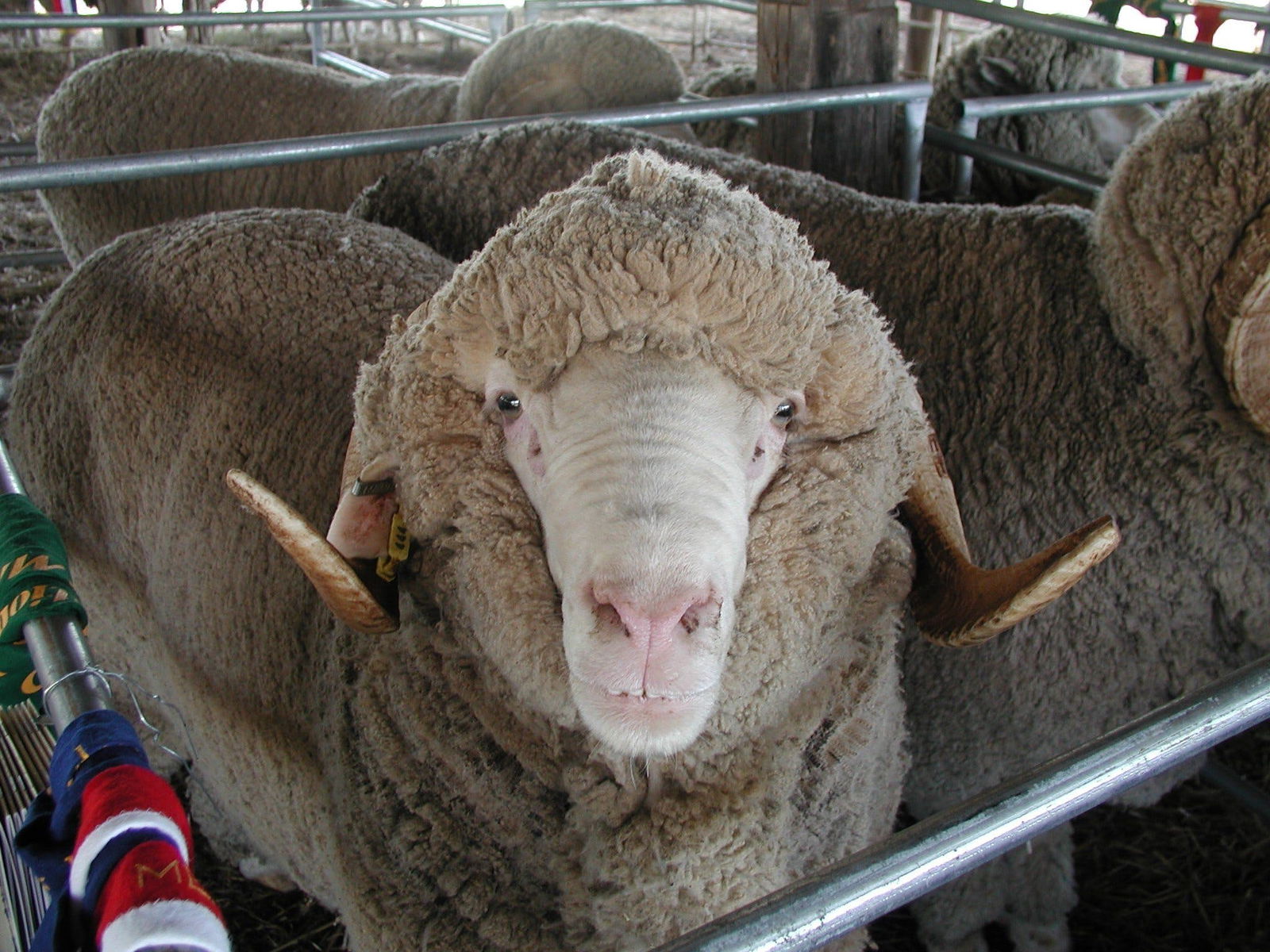 Mollyan ACT Pubs and Clubs