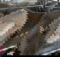 Mendooran Show - Pubs and Clubs