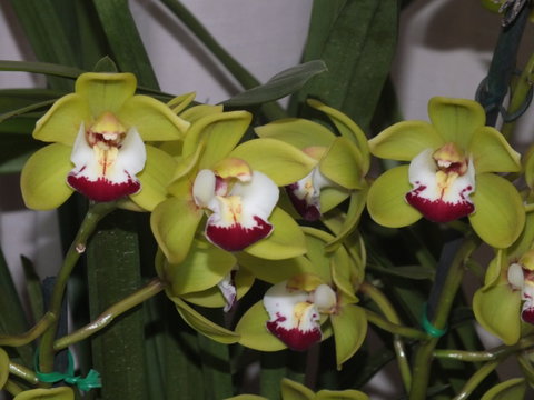 Orchids Out West - Pubs and Clubs 1