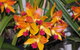 Orchids Out West - thumb 2