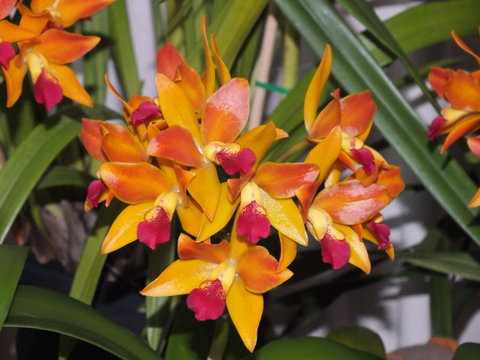 Orchids Out West - Pubs and Clubs 2