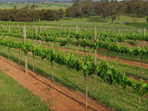 Razorback Ridge Wines Open Weekends - Pubs and Clubs 0