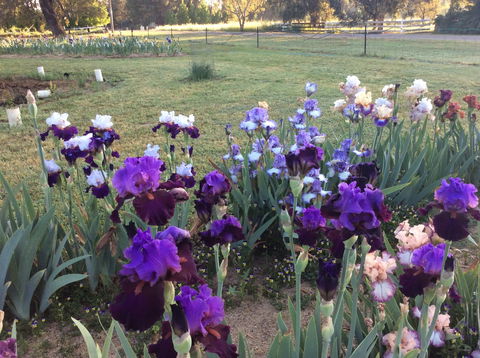 Riverina Iris Farm Open Garden And Iris Display - Go Out 0