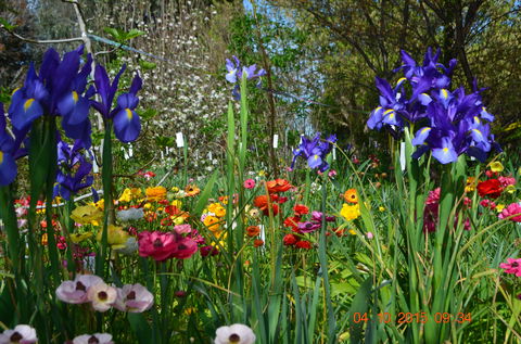 Riverina Iris Farm Open Garden And Iris Display - Go Out 1